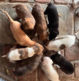 Cuccioli meticci quasi 2 mesi di vita