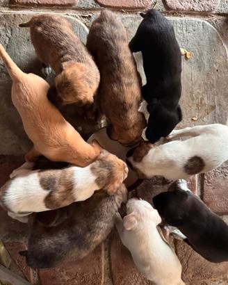 Cuccioli meticci quasi 2 mesi di vita