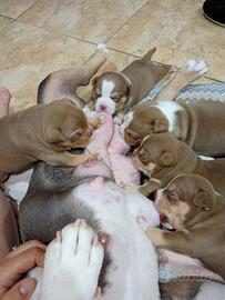 American Bully