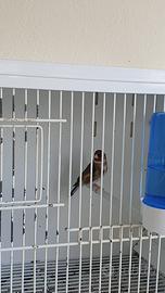 Cardellino