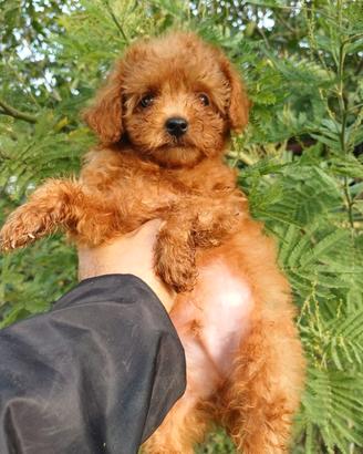Maltipoo Mini Toy Cuccioli