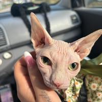 Gatta Sphynx