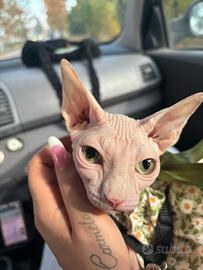Gatta Sphynx