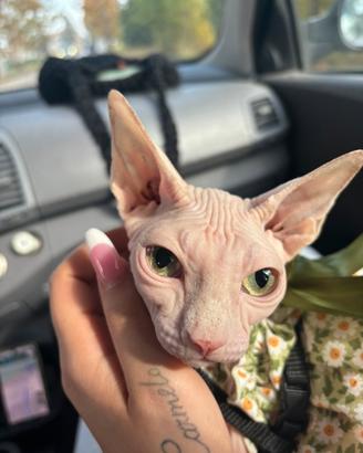 Gatta Sphynx
