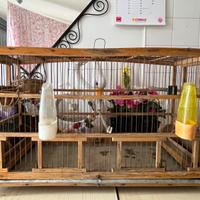 GABBIA PER UCCELLINI