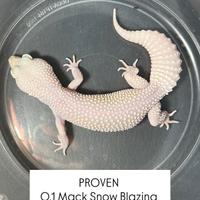 Geco leopardino - MS Blazing Blizzard Het Eclipse