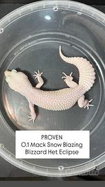 Geco leopardino - MS Blazing Blizzard Het Eclipse