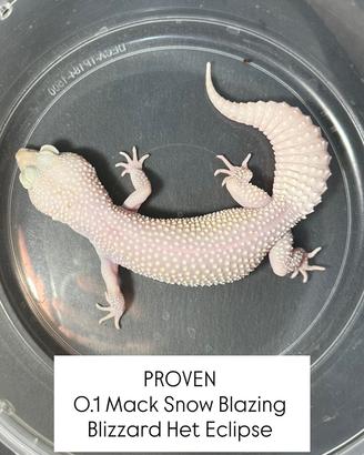 Geco leopardino - MS Blazing Blizzard Het Eclipse