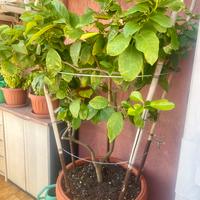 pianta di limone 20 anni