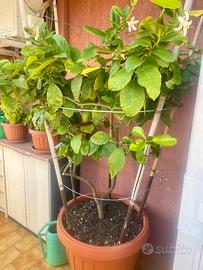 pianta di limone 20 anni