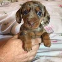 Cuccioli Bassotto nano