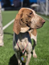 Bracco italiano per monta