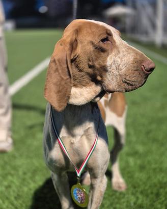 Bracco italiano per monta