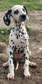 Dalmata cucciolo