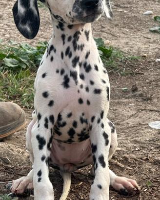 Dalmata cucciolo
