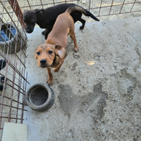 Cuccioli di segugio bassotto con Breton