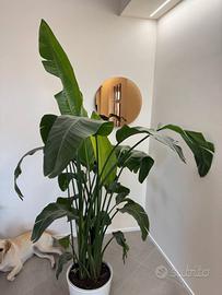 Strelitzia grande (Uccello del Paradiso)