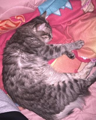 Gatto maschio 1 anno