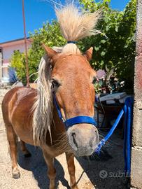 Poni cavallo