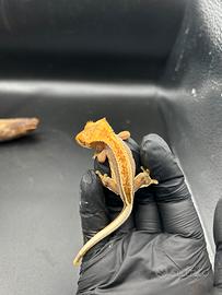 Geco ciliatus tricolor