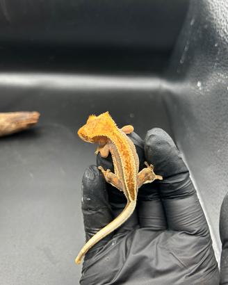 Geco ciliatus tricolor