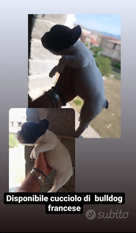 Disponibile cucciolo maschio di bulldog francese
 in vendita a Cassano all’Ionio