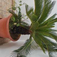 Cycas piante da giardino