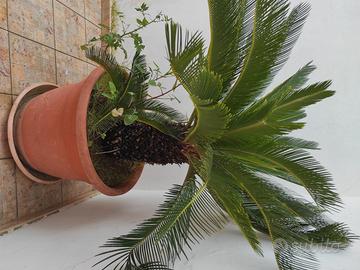 Cycas piante da giardino