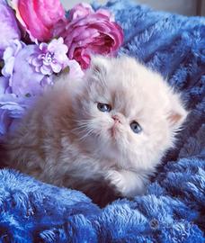 Cuccioli di Gatto Persiano