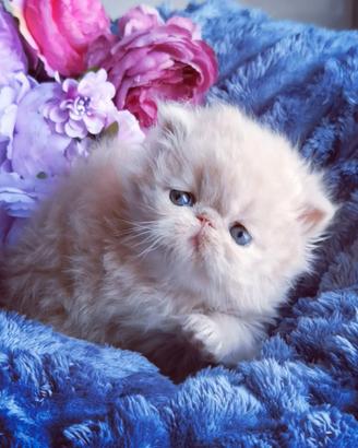 Cuccioli di Gatto Persiano