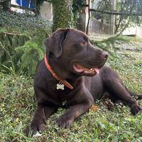 Argo Labrador disponibile per Monta