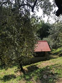 Terreno Uliveto