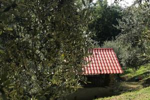 Terreno Uliveto