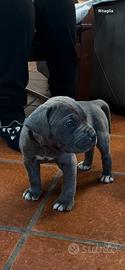 Cane corso grigio chiaro taglia grande