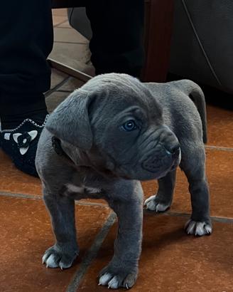 Cane corso grigio chiaro taglia grande