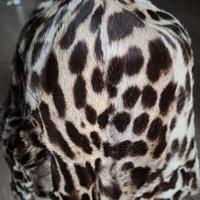 Cappellino in ocelot al grezzo (con pelo perfetto)