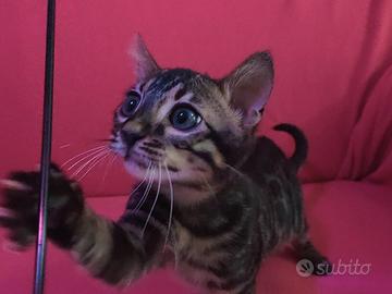 Gatto Bengala maschietto