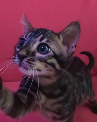 Gatto Bengala maschietto