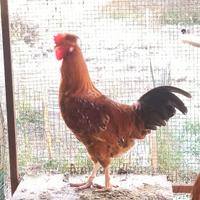 Gallo Australorp in Ciuffato Olandese