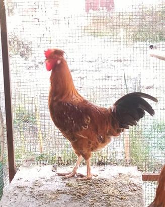 Gallo Australorp in Ciuffato Olandese
