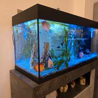 acquario Rio 180 