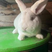 Conigli Nuova Zelanda