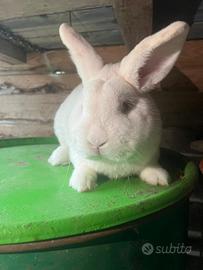 Conigli Nuova Zelanda