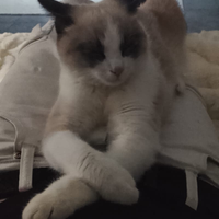 Gattina simil siamese