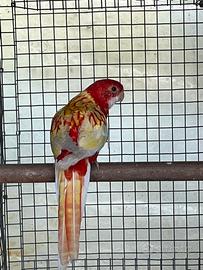 Rosella femmina rubino 2026