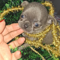 Chihuahua Femminuccia pelo corto Pedigree