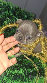 Chihuahua Femminuccia pelo corto Pedigree