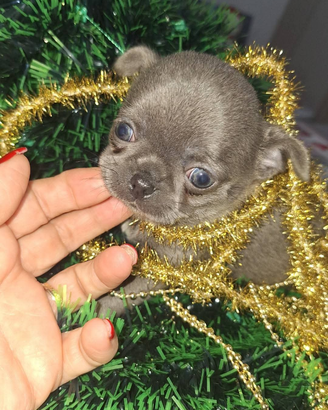 Chihuahua Femminuccia pelo corto Pedigree