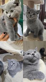 Scottish Fold &Strait