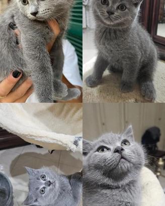 Scottish Fold &Strait